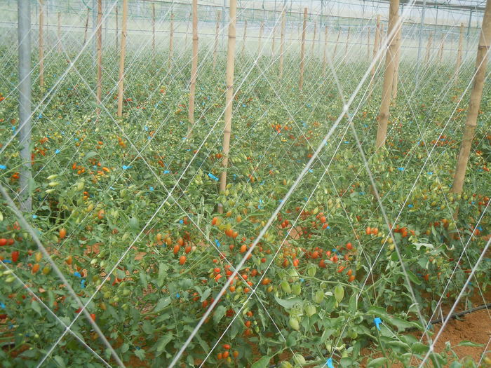 和谐公司温室大棚内生产的小番茄